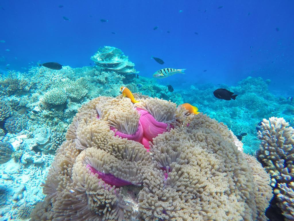 فندق Lily Rest Maldives مافوشي المظهر الخارجي الصورة